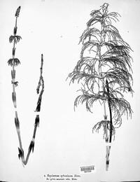 Equisetum sylvaticum image